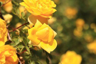 Çiçek açan sarı gül, yakın plan çiçekler. Parkta ya da bahçede çiçekler. Bahçıvanlık. Gül yetiştiriyorum. Güzel sarı çiçekler, doğal arka plan. Çiçek açmış çalı gülleri. Kartlar ve davetiyeler için fikir