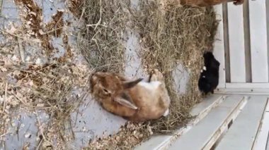 Dekoratif küçük tavşanlar. Çiftlik, ev, etrafını saran tavşanlar. Evcil hayvanlar. Meraklı, sevimli hayvanlar. Kalemdeki bir tavşanın yakın çekimi