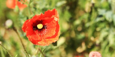 Kırmızı gelincik çiçeği bulanık bir arkaplanı kaplıyor. Yeşil çimen üzerinde haşhaş çiçeği. Büyük kırmızı yapraklı bahar çiçekleri. Çiçekleri seçici bir odak noktasıyla kapat. Güneşli bir günde gelincikler
