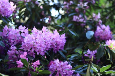 Rododendron çiçeği. Pembe ve mor çiçeklerle açan çalılar. Parlak renkli çiçekler, yakın plan. Parkta ya da botanik bahçesinde çiçek açan eşkıyalar. Doğal arkaplan
