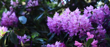 Rododendron çiçeği. Pembe ve mor çiçeklerle açan çalılar. Parlak renkli çiçekler, yakın plan. Parkta ya da botanik bahçesinde çiçek açan eşkıyalar. Doğal arkaplan