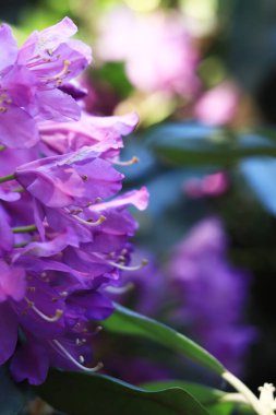 Rododendron çiçeği. Mor çiçeklerle açan çalılar. Parlak renkli çiçekler, yakın plan. Parkta ya da botanik bahçesinde çiçek açan eşkıyalar. Doğal arkaplan
