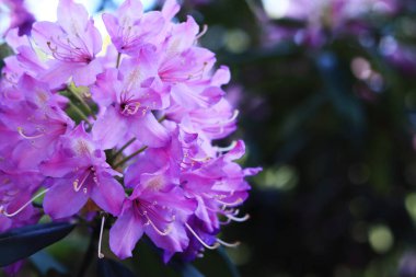 Rododendron çiçeği. Mor çiçeklerle açan çalılar. Parlak renkli çiçekler, yakın plan. Parkta ya da botanik bahçesinde çiçek açan eşkıyalar. Doğal arkaplan