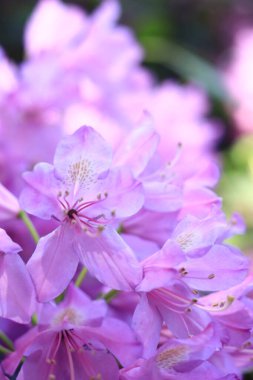 Rododendron çiçeği. Mor çiçeklerle açan çalılar. Parlak renkli çiçekler, yakın plan. Parkta ya da botanik bahçesinde çiçek açan eşkıyalar. Doğal arkaplan