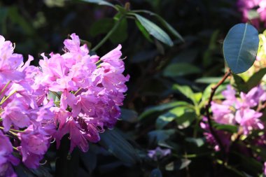Rododendron çiçeği. Mor çiçeklerle açan çalılar. Parlak renkli çiçekler, yakın plan. Parkta ya da botanik bahçesinde çiçek açan eşkıyalar. Doğal arkaplan
