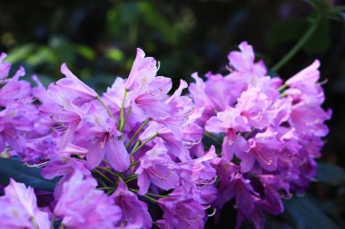 Rododendron çiçeği. Mor çiçeklerle açan çalılar. Parlak renkli çiçekler, yakın plan. Parkta ya da botanik bahçesinde çiçek açan eşkıyalar. Doğal arkaplan