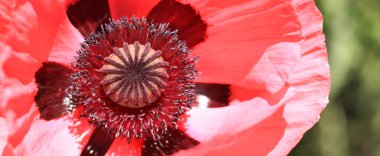 Dekoratif gelincik çiçeği, taç yaprakları ve erkek organlarına yakın çekim. Büyük çiçek. Doğal çiçek geçmişi var. Parkta ya da bahçede açan gelincikler. Bereketli bahar çiçeği