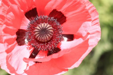 Dekoratif gelincik çiçeği, taç yaprakları ve erkek organlarına yakın çekim. Büyük çiçek. Doğal çiçek geçmişi var. Parkta ya da bahçede açan gelincikler. Bereketli bahar çiçeği