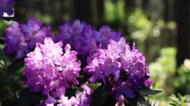 Rododendron çiçeği. Mor çiçeklerle açan çalılar. Parlak renkli çiçekler, yakın plan. Parkta ya da botanik bahçesinde çiçek açan eşkıyalar. Doğal arkaplan
