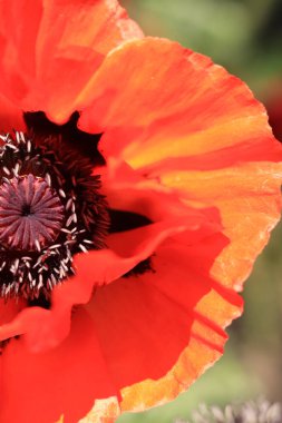 Dekoratif kırmızı gelincik çiçeği, taç yaprakları ve erkek organlarına yakın çekim. Büyük çiçek. Doğal çiçek geçmişi var. Parkta ya da bahçede açan gelincikler. Bereketli bahar çiçeği