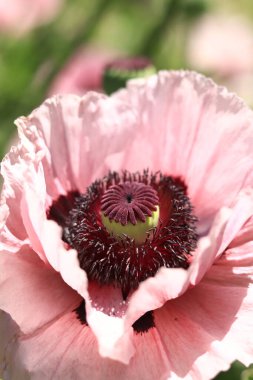 Dekoratif pembe bir gelincik çiçeğinin yakın çekimi. Büyük çiçek. Doğal çiçek geçmişi var. Parkta ya da bahçede gelincikler açar. Yeşillik bahar çiçeği. Açık havada açmakta olan gelincikler