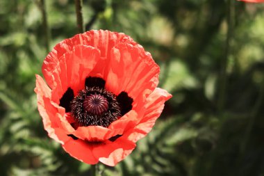 Dekoratif kırmızı gelincik çiçeği, taç yaprakları ve erkek organlarına yakın çekim. Büyük çiçek. Doğal çiçek geçmişi var. Parkta ya da bahçede açan gelincikler. Bereketli bahar çiçeği