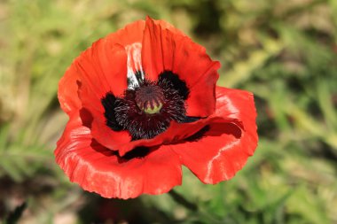 Dekoratif kırmızı gelincik çiçeği, taç yaprakları ve erkek organlarına yakın çekim. Büyük çiçek. Doğal çiçek geçmişi var. Parkta ya da bahçede açan gelincikler. Bereketli bahar çiçeği