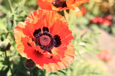 Dekoratif kırmızı gelincik çiçeği, taç yaprakları ve erkek organlarına yakın çekim. Büyük çiçek. Doğal çiçek geçmişi var. Parkta ya da bahçede açan gelincikler. Bereketli bahar çiçeği