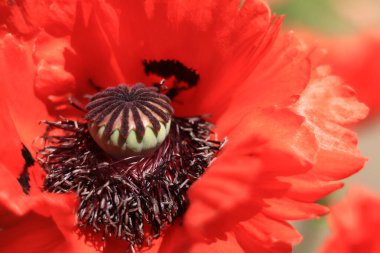 Dekoratif kırmızı gelincik çiçeği, taç yaprakları ve erkek organlarına yakın çekim. Büyük çiçek. Doğal çiçek geçmişi var. Parkta ya da bahçede açan gelincikler. Bereketli bahar çiçeği