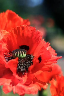 Dekoratif kırmızı gelincik çiçeği, taç yaprakları ve erkek organlarına yakın çekim. Büyük çiçek. Doğal çiçek geçmişi var. Parkta ya da bahçede açan gelincikler. Bereketli bahar çiçeği
