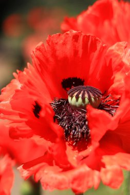 Dekoratif kırmızı gelincik çiçeği, taç yaprakları ve erkek organlarına yakın çekim. Büyük çiçek. Doğal çiçek geçmişi var. Parkta ya da bahçede açan gelincikler. Bereketli bahar çiçeği
