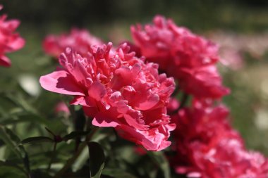 Parkta pembe şakayık çiçekleri. Büyük şakayık çiçekleri. Dışarıda çiçekler var. Pembe yemyeşil çiçeklere yakın çekim. Doğal çiçek geçmişi var. Şakayıklar bir tür otçul bitkidir.