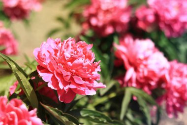 Parkta pembe şakayık çiçekleri. Büyük şakayık çiçekleri. Dışarıda çiçekler var. Pembe yemyeşil çiçeklere yakın çekim. Doğal çiçek geçmişi var. Şakayıklar bir tür otçul bitkidir.