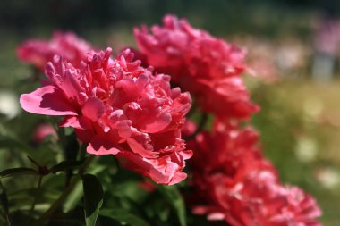 Parkta pembe şakayık çiçekleri. Büyük şakayık çiçekleri. Dışarıda çiçekler var. Pembe yemyeşil çiçeklere yakın çekim. Doğal çiçek geçmişi var. Şakayıklar bir tür otçul bitkidir.