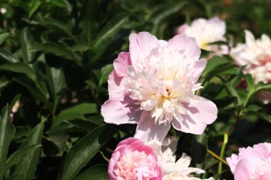 Parkta pembe şakayık çiçekleri. Büyük şakayık çiçekleri. Dışarıda çiçekler var. Pembe yemyeşil çiçeklere yakın çekim. Doğal çiçek geçmişi var. Şakayıklar bir tür otçul bitkidir.