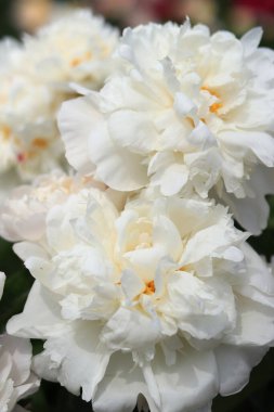 Parktaki beyaz şakayık çiçekleri. Büyük şakayık çiçekleri. Dışarıda çiçekler var. Beyaz çiçeklere yakın çekim. Doğal çiçek geçmişi var. Şakayıklar bir tür otçul bitkidir.