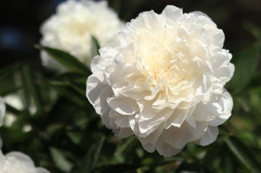 Parktaki beyaz şakayık çiçekleri. Büyük şakayık çiçekleri. Dışarıda çiçekler var. Beyaz çiçeklere yakın çekim. Doğal çiçek geçmişi var. Şakayıklar bir tür otçul bitkidir.