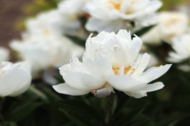 Parktaki beyaz şakayık çiçekleri. Büyük şakayık çiçekleri. Dışarıda çiçekler var. Beyaz çiçeklere yakın çekim. Doğal çiçek geçmişi var. Şakayıklar bir tür otçul bitkidir.