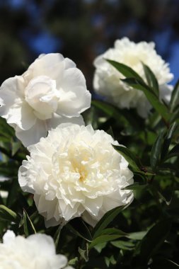 Parktaki beyaz şakayık çiçekleri. Büyük şakayık çiçekleri. Dışarıda çiçekler var. Beyaz çiçeklere yakın çekim. Doğal çiçek geçmişi var. Şakayıklar bir tür otçul bitkidir.