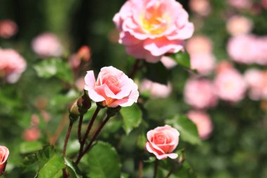 Çiçek açan pembe güller, yakın plan çiçekler. Parkta ya da bahçede çiçekler. Bahçıvanlık. Gül yetiştiriyorum. Güzel pembe çiçekler, doğal arka plan. Çiçek açmış çalı gülleri. Kartlar ve davetiyeler için fikir