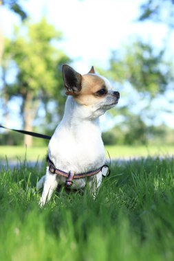 Chihuahua yaklaş. Yürüyüşe çıkmış bir köpek. Köpek gezdirme servisi. Evcil hayvan. Güneşli bir bahar ya da yaz gününde köpeği gezdirmek. Çimlerde Chihuahua, zemin kattan fotoğraf.