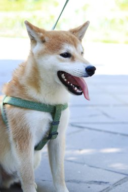 Parkta yürüyen bir Shiba Inu köpeğinin sevimli yüzü. Köpek gezdirme servisi. Evcil hayvan. Güneşli bir bahar ya da yaz gününde köpeği gezdirmek. Shiba Inu köpeği koşumlu.