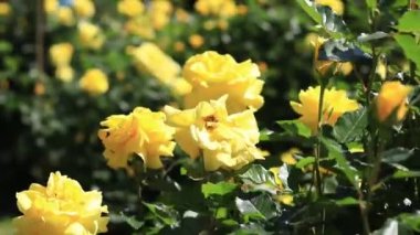 Çiçek açan sarı gül, yakın plan çiçekler. Parkta ya da bahçede çiçekler. Bahçıvanlık. Gül yetiştiriyorum. Güzel sarı çiçekler, doğal arka plan. Çiçek açan güller.