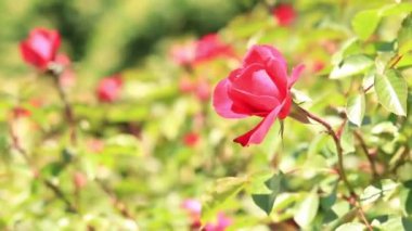 Çiçek açan kırmızı gül, yakın plan çiçekler. Parkta ya da bahçede çiçekler. Bahçıvanlık. Gül yetiştiriyorum. Yeşil yaprakların arasında güzel kırmızı çiçekler. Doğal çiçek arkaplanı