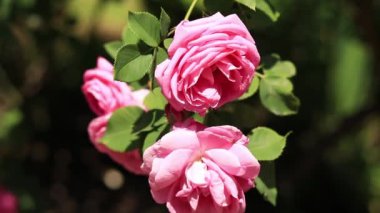 Çiçek açan pembe güller, yakın plan çiçekler. Parkta ya da bahçede çiçekler. Bahçıvanlık. Gül yetiştiriyorum. Yeşil yaprakların arasında güzel pembe çiçekler. Baharda çalı gülleri. Doğal çiçek arkaplanı
