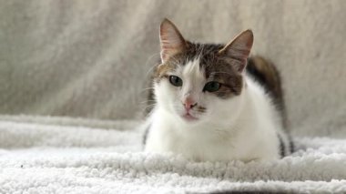 Beyaz battaniyeli evcil kedi. Evcil hayvan konsepti, sevimli ev kedileri. Shorthair kedisi evde dinleniyor. Bir kedinin ağızlık yakın çekim