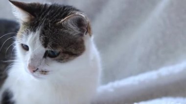 Beyaz battaniyeli evcil kedi. Evcil hayvan konsepti, sevimli ev kedileri. Shorthair kedisi evde dinleniyor. Bir kedinin ağızlık yakın çekim
