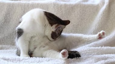 Beyaz battaniyeli evcil kedi. Evcil hayvan konsepti, sevimli ev kedileri. Kısa saçlı bir kedi kürkünü yalıyor, hijyen. Hayvan kürkünü temizler.