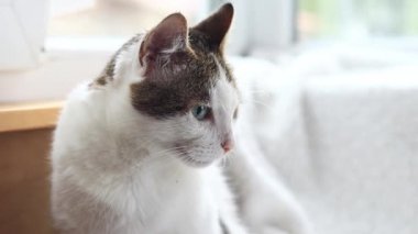 Beyaz battaniyeli evcil kedi. Evcil hayvan konsepti, sevimli ev kedileri. Shorthair kedisi evde dinleniyor. Bir kedinin ağızlık yakın çekim