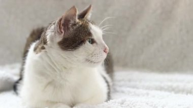 Beyaz battaniyeli evcil kedi. Evcil hayvan konsepti, sevimli ev kedileri. Shorthair kedisi evde dinleniyor. Bir kedinin ağızlık yakın çekim