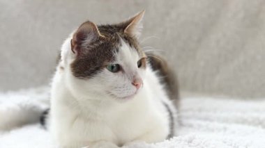 Beyaz battaniyeli evcil kedi. Evcil hayvan konsepti, sevimli ev kedileri. Shorthair kedisi evde dinleniyor. Bir kedinin ağızlık yakın çekim