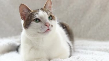 Beyaz battaniyeli evcil kedi. Evcil hayvan konsepti, sevimli ev kedileri. Shorthair kedisi evde dinleniyor. Bir kedinin ağızlık yakın çekim