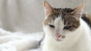 Beyaz battaniyeli evcil kedi. Evcil hayvan konsepti, sevimli ev kedileri. Shorthair kedisi evde dinleniyor. Bir kedinin ağızlık yakın çekim