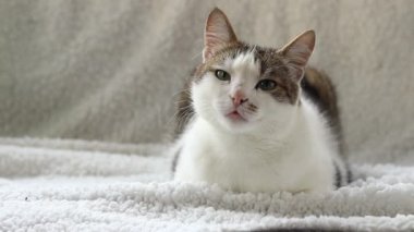 Beyaz battaniyeli evcil kedi. Evcil hayvan konsepti, sevimli ev kedileri. Shorthair kedisi evde dinleniyor. Bir kedinin ağızlık yakın çekim