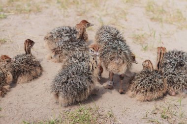 Yasnogorotka, Ukrayna - 01 Haziran 2024: Devekuşu çiftliğinde veya hayvanat bahçesinde küçük devekuşu yavruları. Devekuşu yavruları çevrede dolanıyor. Egzotik hayvanlar. Oldukça sevimli devekuşu piliç.