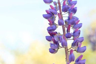 Çiçek açan mor lupin çiçeği. Yaklaş. Güneşli bir günde arka planda bulanık bir Lupine. Doğal arka plan. Seçici odaklı çiçekler. Tarlada ilkbahar çiçeği. Parkta renkli çiçekler