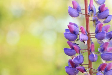 Çiçek açan mor lupin çiçeği. Yaklaş. Güneşli bir günde arka planda bulanık bir Lupine. Doğal arka plan. Seçici odaklı çiçekler. Tarlada ilkbahar çiçeği. Parkta renkli çiçekler