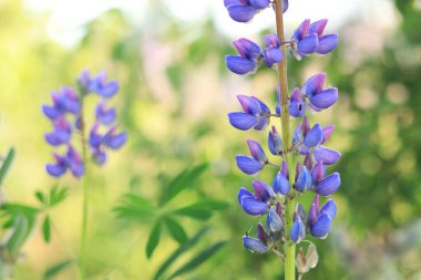 Çiçek açan mor lupin çiçeği. Yaklaş. Güneşli bir günde arka planda bulanık bir Lupine. Doğal arka plan. Seçici odaklı çiçekler. Tarlada ilkbahar çiçeği. Parkta renkli çiçekler