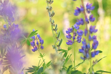 Çiçek açan mor lupin çiçeği. Yaklaş. Güneşli bir günde arka planda bulanık bir Lupine. Doğal arka plan. Seçici odaklı çiçekler. Tarlada ilkbahar çiçeği. Parkta renkli çiçekler