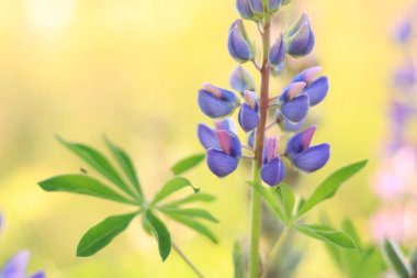 Çiçek açan mor lupin çiçeği. Yaklaş. Güneşli bir günde arka planda bulanık bir Lupine. Doğal arka plan. Seçici odaklı çiçekler. Tarlada ilkbahar çiçeği. Parkta renkli çiçekler